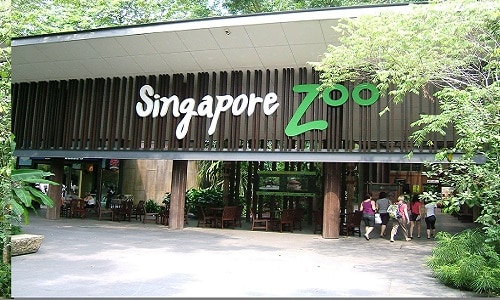 Singapore Zoo & Night Safari